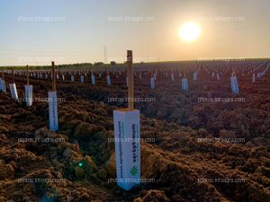 Plantación de 13000 almendros en Villamayor de Santiago.