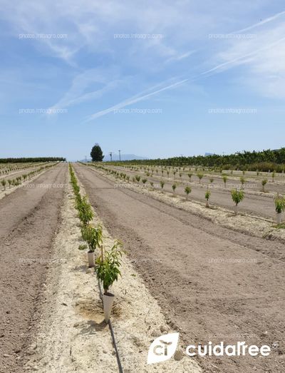 Plantación realizada en Calasparra Murcia de fruta de hueso de las variedades Babylone y Platibelle 