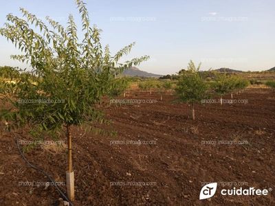 Plantación de almendro en regadío con un año y cinco meses 