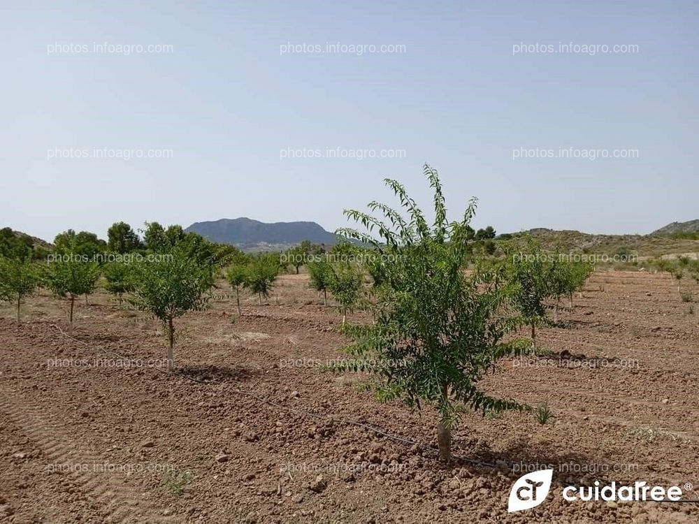 Plantación de almendro en regadío con un año y cinco meses 