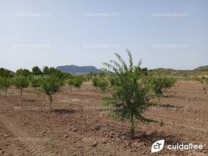 Plantación de almendro en regadío con un año y cinco meses 