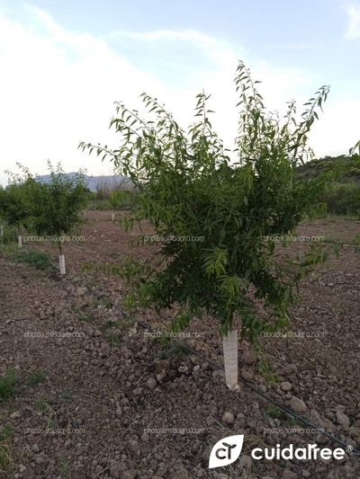 Plantación de almendro en regadío con un año y cinco meses 