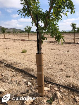 Plantación de almendro en regadío variedad Lauranne sobre portainjerto GF677 y marco de plantación 6x5 ubicada en Tobarra provincia de Albacete