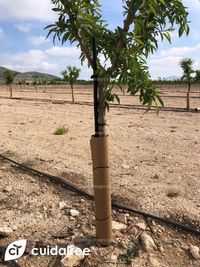 Plantación de almendro en regadío variedad Lauranne  sobre portainjerto GF677 y marco de plantación 6x5 ubicada en Tobarra provincia de Albacete