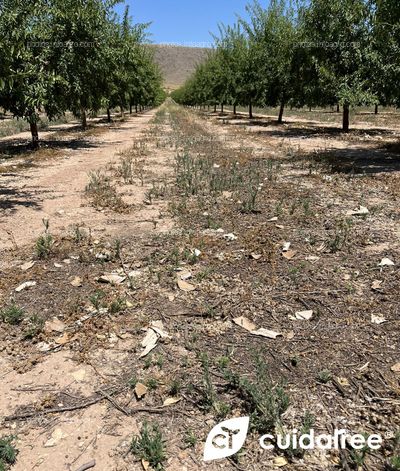 Plantación de almendro en regadío variedad Lauranne  sobre portainjerto GF677 y marco de plantación 6x5 ubicada en Tobarra provincia de Albacete