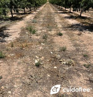 Plantación de almendro en regadío variedad Lauranne sobre portainjerto GF677 y marco de plantación 6x5 ubicada en Tobarra provincia de Albacete