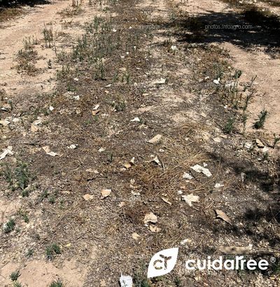 Plantación de almendro en regadío variedad Lauranne  sobre portainjerto GF677 y marco de plantación 6x5 ubicada en Tobarra provincia de Albacete
