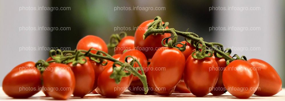 Tomate cherry rama