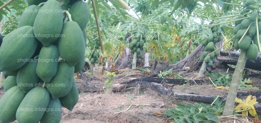 Papaya blondi F1 