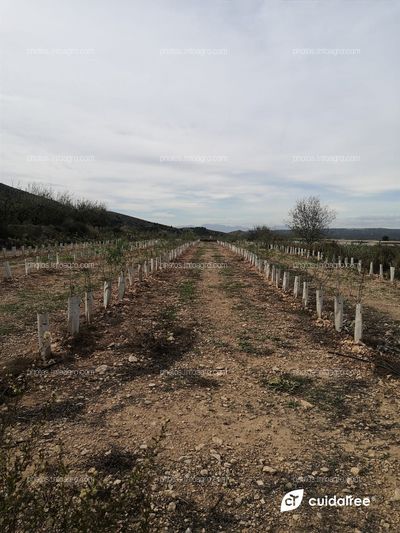 Plantación de almendros realizada por Cebas Csic en la provincia de Murcia