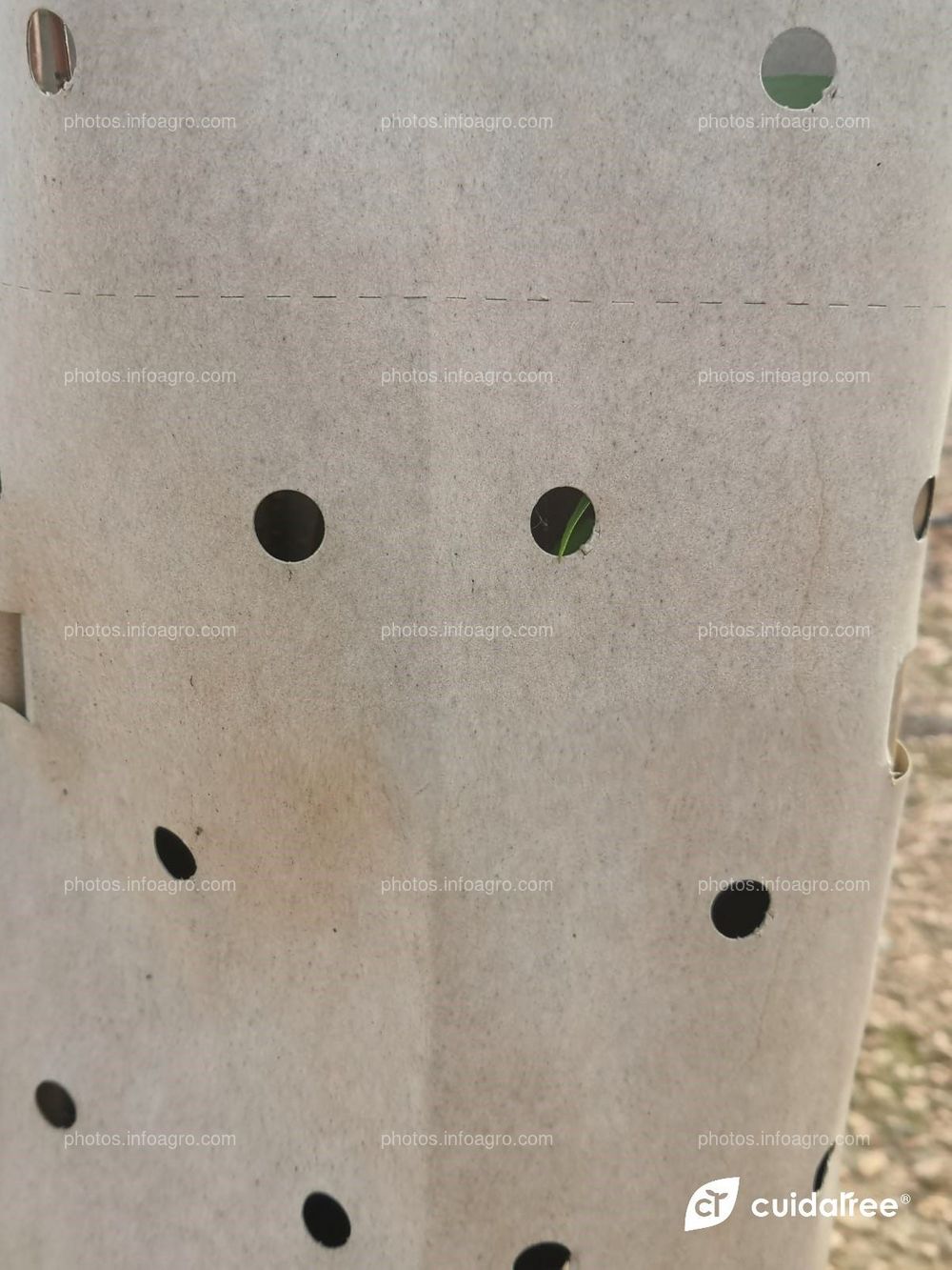 Plantación de almendros realizada por Cebas Csic en la provincia de Murcia