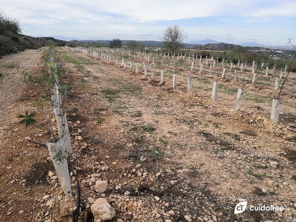 Plantación de almendros realizada por Cebas Csic en la provincia de Murcia