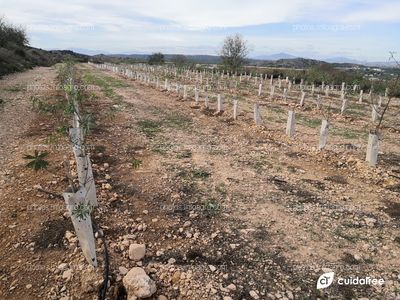 Plantación de almendros realizada por Cebas Csic en la provincia de Murcia