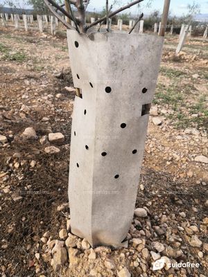 Plantación de almendros realizada por Cebas Csic en la provincia de Murcia