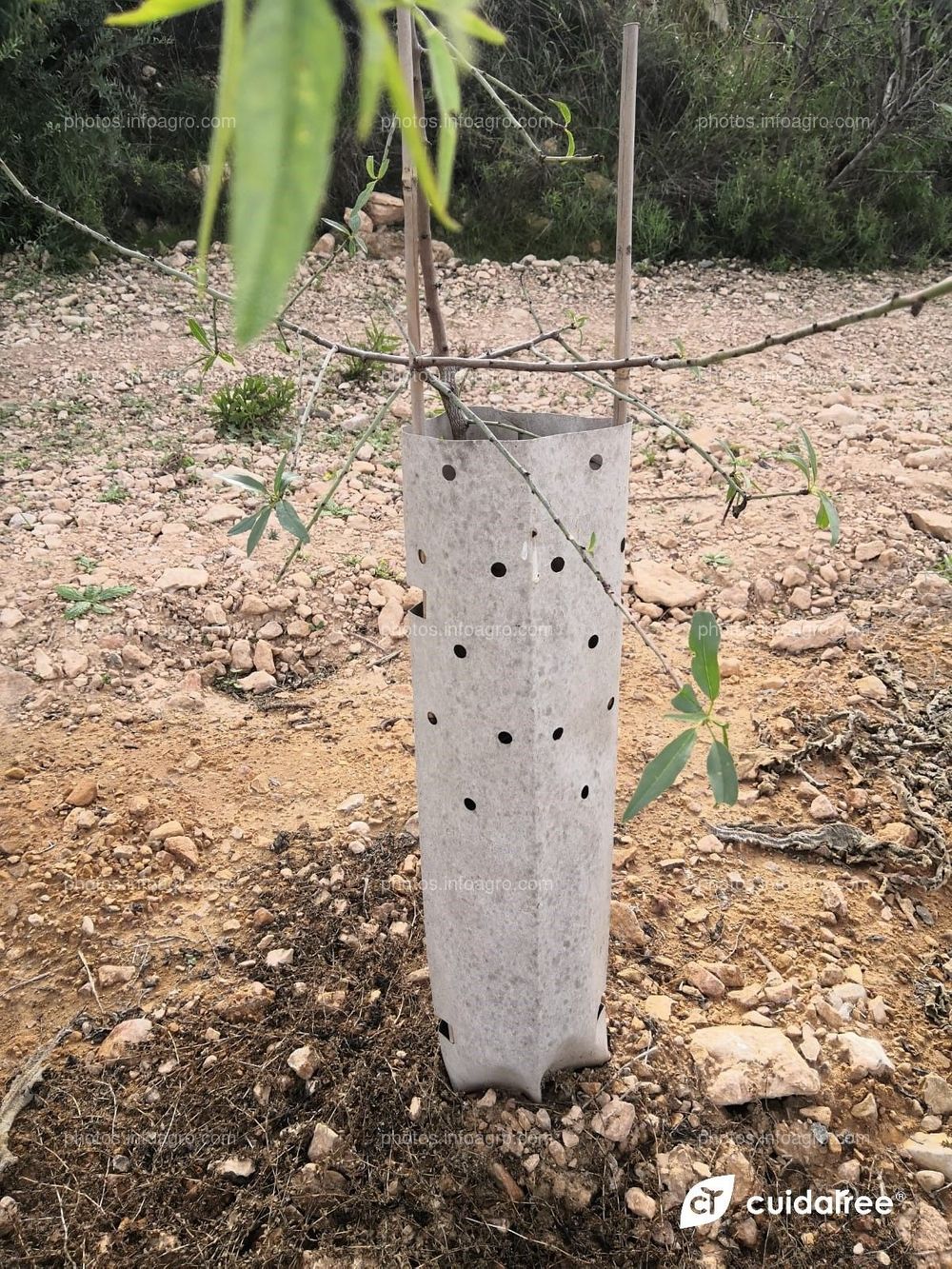 Plantación de almendros realizada por Cebas Csic en la provincia de Murcia