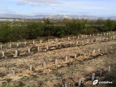 Plantación de almendros realizada por Cebas Csic en la provincia de Murcia