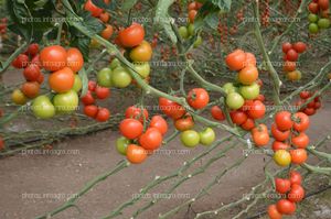 Tomato Xperience de Semillas Fitó