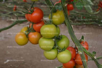 Tomato Xperience de Semillas Fitó