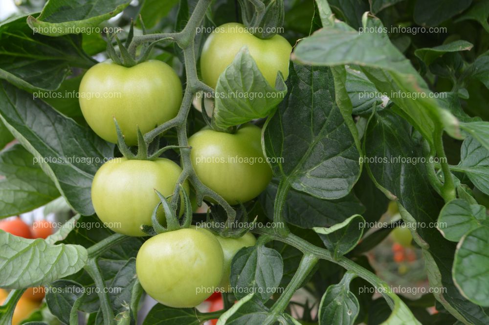 Tomato Xperience de Semillas Fitó