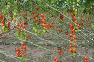 Tomato Xperience de Semillas Fitó