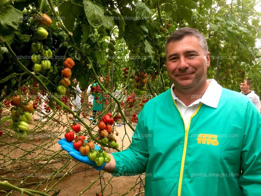 Tomato Xperience de Semillas Fitó