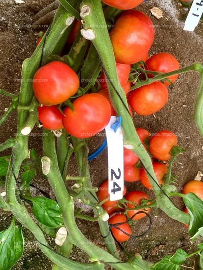 Tomato Xperience de Semillas Fitó
