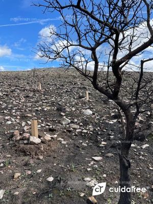 CUIDATREE PRESENTE EN OTRA REPOBLACIÓN FORESTAL 