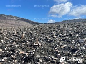 CUIDATREE PRESENTE EN OTRA REPOBLACIÓN FORESTAL 