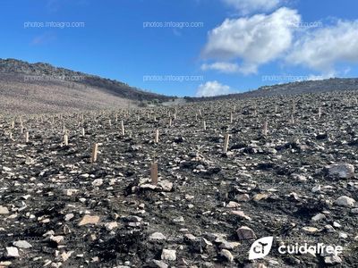 CUIDATREE PRESENTE EN OTRA REPOBLACIÓN FORESTAL 