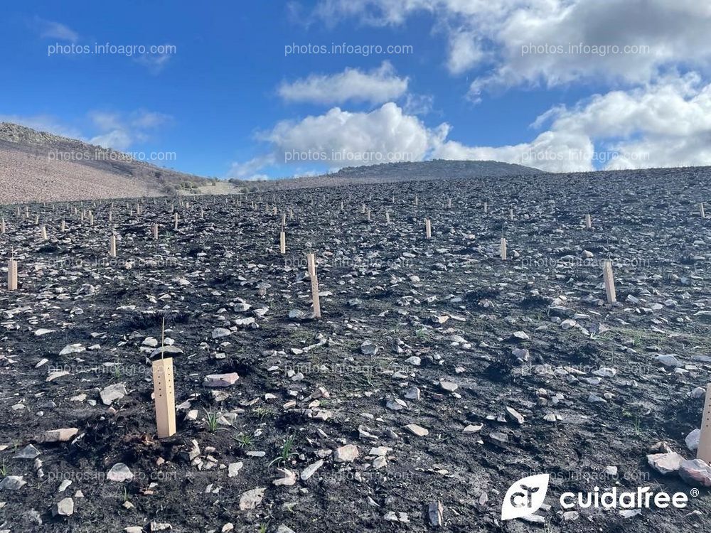 CUIDATREE PRESENTE EN OTRA REPOBLACIÓN FORESTAL 