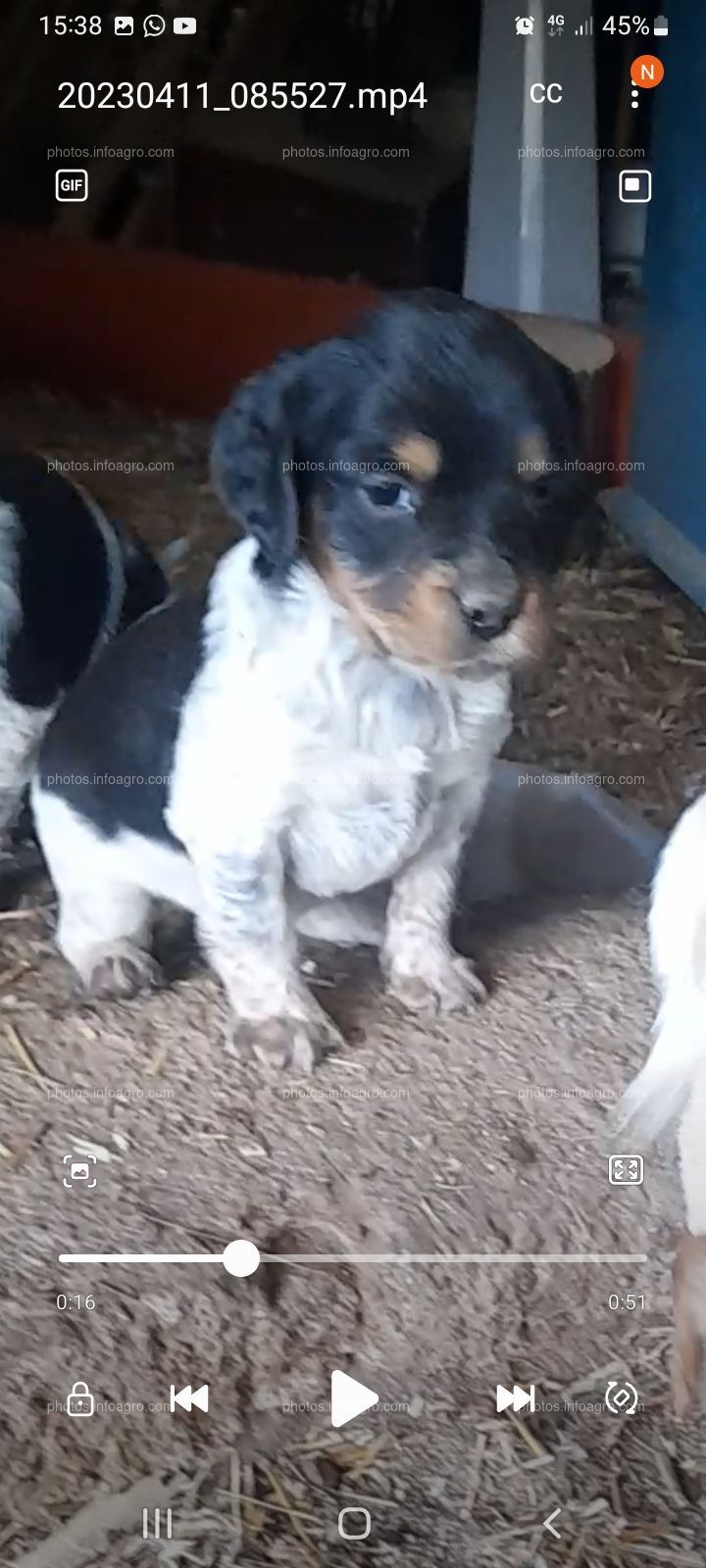 CACHORROS BRETÓN PUROS 