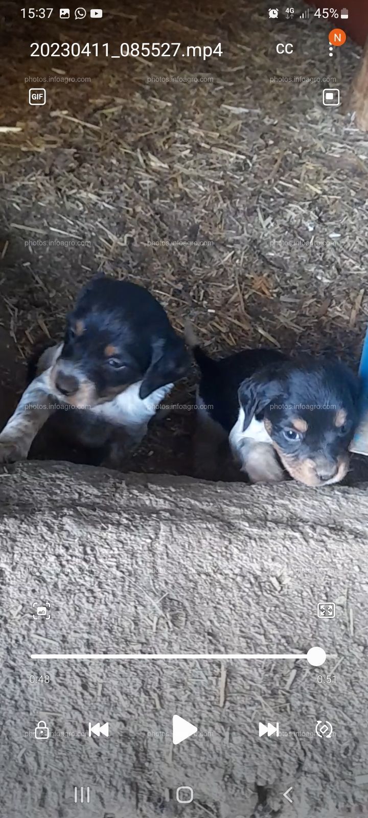 CACHORROS BRETÓN PUROS 