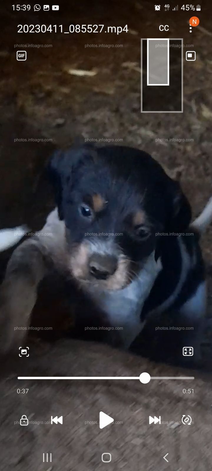 CACHORROS BRETÓN PUROS 