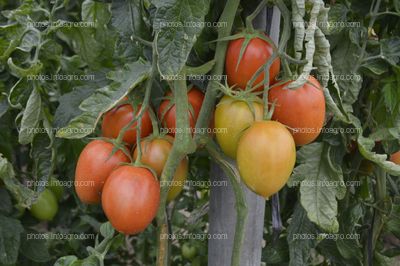 Tomate Obelix de CapGen Seeds