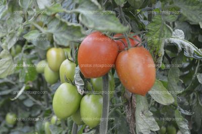 Tomate Obelix de CapGen Seeds