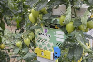 Tomate Obelix de CapGen Seeds