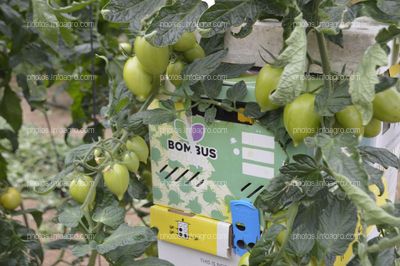 Tomate Obelix de CapGen Seeds