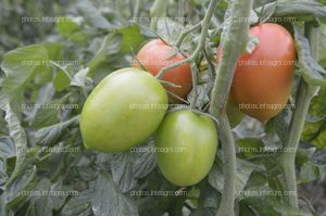 Tomate Obelix de CapGen Seeds