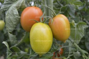 Tomate Obelix de CapGen Seeds