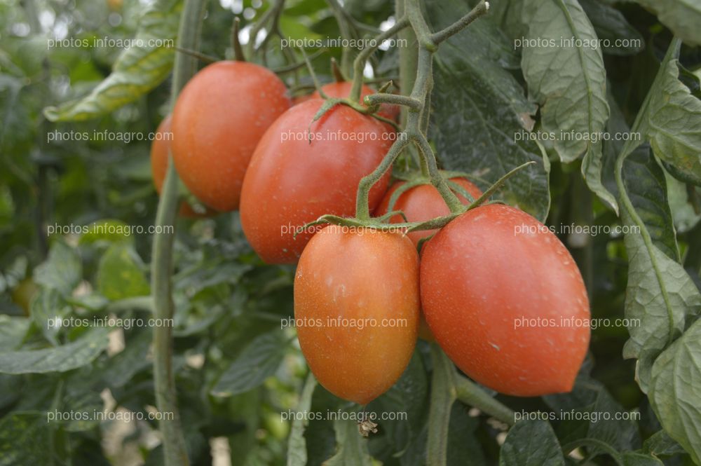 Tomate Obelix de CapGen Seeds