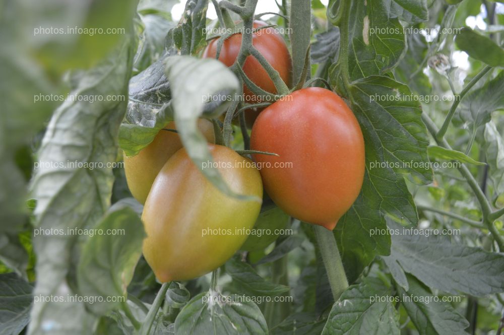 Tomate Obelix de CapGen Seeds