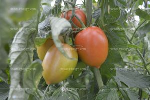 Tomate Obelix de CapGen Seeds