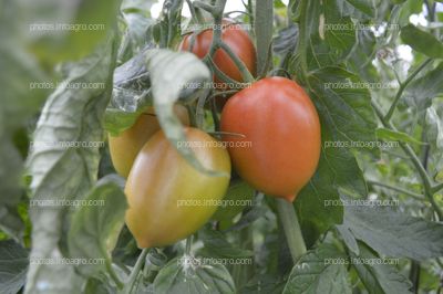 Tomate Obelix de CapGen Seeds