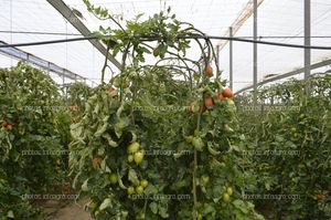 Tomate Obelix de CapGen Seeds