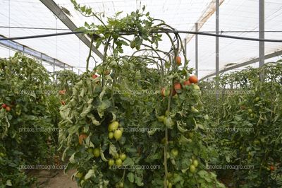 Tomate Obelix de CapGen Seeds