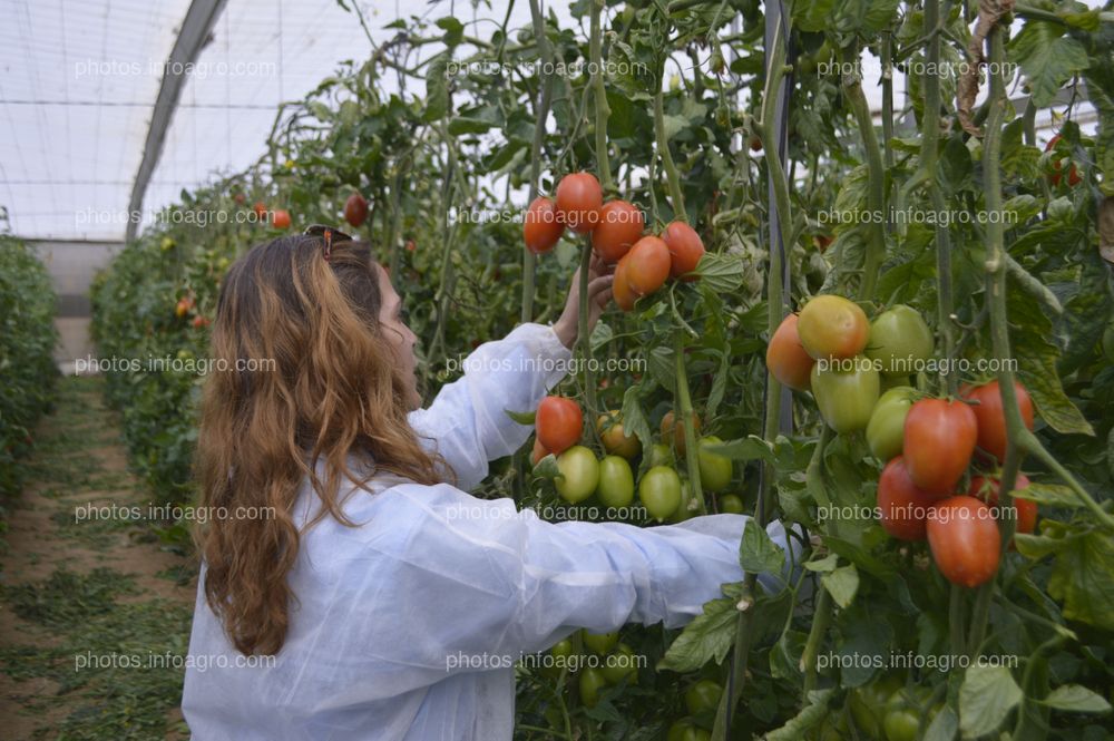 Jornada de puertas abiertas de CapGen Seeds  en Almería.