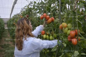 Jornada de puertas abiertas de CapGen Seeds  en Almería.