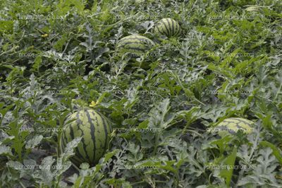 BRANDT presenta un ensayo que demuestra el aumento de la producción de sandía gracias a su plan nutricional completo