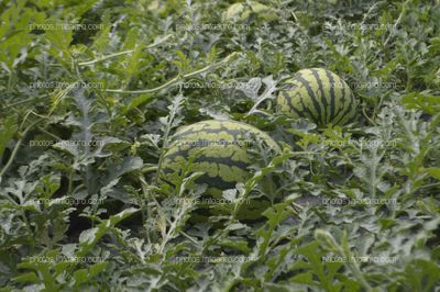 BRANDT presenta un ensayo que demuestra el aumento de la producción de sandía gracias a su plan nutricional completo