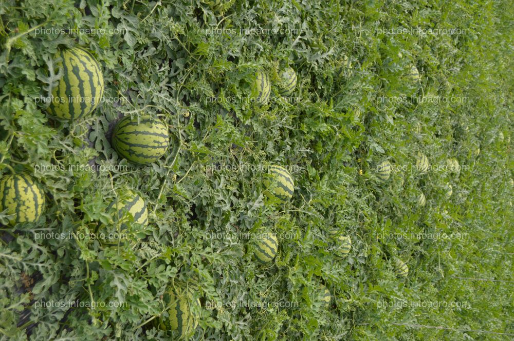 BRANDT presenta un ensayo que demuestra el aumento de la producción de sandía gracias a su plan nutricional completo